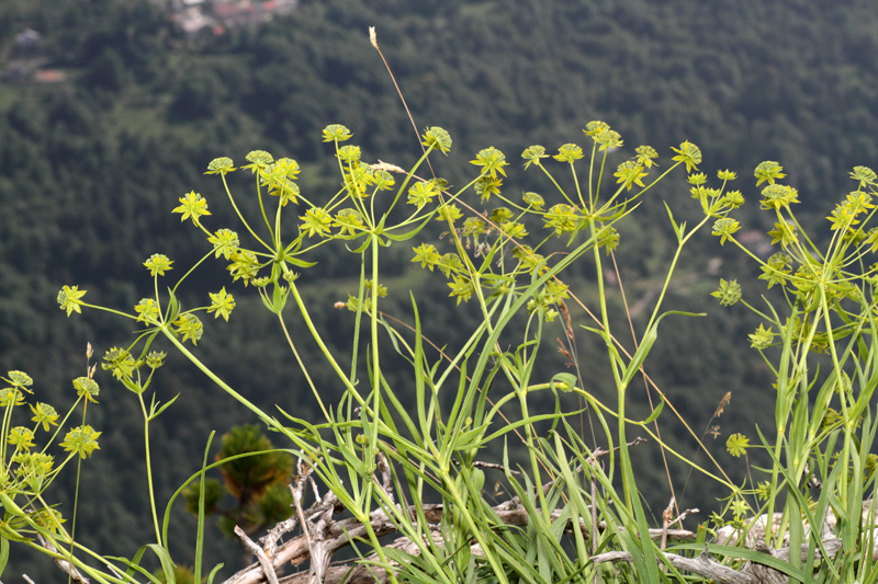 Bupleurum petraeum / Bupleuro delle rocce
